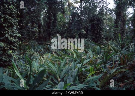 Kardamom ( Elettaria cardamomum L.), bekannt als Königin der Gewürze, ist in den immergrünen Regenwäldern der westlichen Ghats in Südindien heimisch. Sie wird in Kerala, Karnataka und Tamil Nadu angebaut. Kardamom wird zur Aromatisierung verschiedener Lebensmittelzubereitungen, Süßwaren, Getränke und Liköre verwendet. Es erfordert hohen Regenfall, Temperaturen im Bereich von 10-35 °C, große Höhe von 600-1200 m über dem Meeresspiegel und tiefschwarzen Boden. Stockfoto