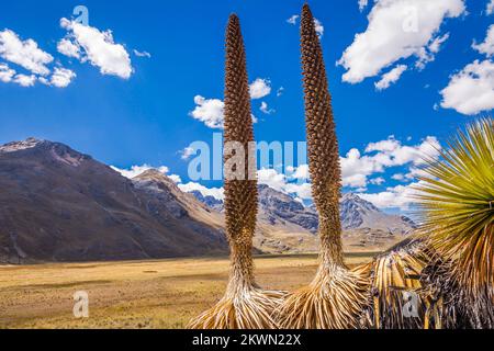 Feld Puya de Raimondi und Tal von Carpa, Cordillera Blanca, Anden, Peru Stockfoto