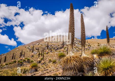 Feld Puya de Raimondi und Tal von Carpa, Cordillera Blanca, Anden, Peru Stockfoto