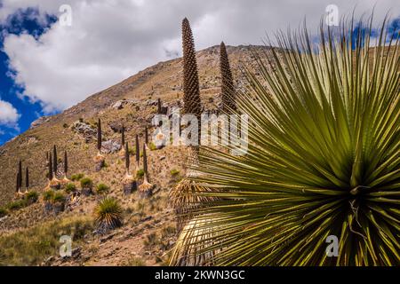 Feld Puya de Raimondi und Tal von Carpa, Cordillera Blanca, Anden, Peru Stockfoto