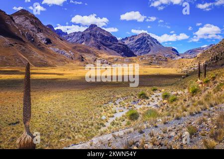 Feld Puya de Raimondi und Tal von Carpa, Cordillera Blanca, Anden, Peru Stockfoto