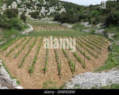 Kroatien als 28.. EU-Mitgliedstaat - Weinberge Frühjahrsbilderweinberge auf der Insel Brac. Foto: Ivo Cagalj/PIXSELL Stockfoto
