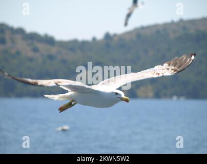 Kroatien als 28.. EU-Mitgliedstaat - Naturpark Telascica Naturpark Telascica weist drei grundlegende Phänomene auf: Die Bucht Telascica als größter und sicherster natürlicher Adriahafen, die Klippen, der sogenannte „Rock“ Dugi Otok, der bis zu 200 m über dem Meeresspiegel steigt und bis zu einer Tiefe von 90 m absteigt, und der See mir, medizinische Eigenschaften. Telascica liegt im Südosten der Insel, umgeben von 13 Inseln und Inseln, und sechs Inseln in der Bucht wurden 1988. Jahr zum Naturpark erklärt. Das Gebiet wurde noch 1980 geschützt. Dank seiner außergewöhnlich wertvollen Pflanze und Anis Stockfoto