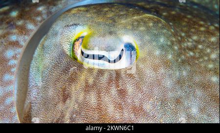 Wunderschöner Tintenfisch, der seine Haut am Korallenriff in Tarnung verwandelt Stockfoto