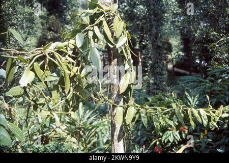 Allspice, auch bekannt als Jamaika-Pfeffer, Myrtenpfeffer, pimenta oder Pimento, ist die getrocknete unreife Beere von Pimenta dioica, einem mittelhohen Baum, der in den Großantillen, in Süd-Mexiko und Mittelamerika heimisch ist und heute in vielen warmen Teilen der Welt angebaut wird. Stockfoto