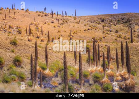 Feld Puya de Raimondi und Tal von Carpa, Cordillera Blanca, Anden, Peru Stockfoto