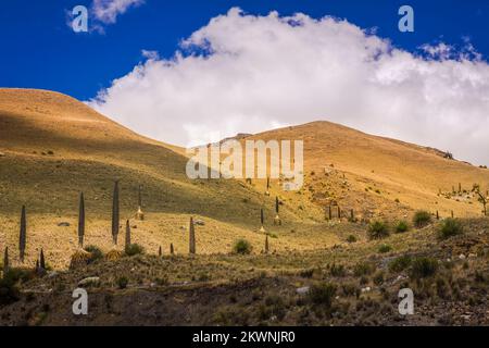 Feld Puya de Raimondi und Tal von Carpa, Cordillera Blanca, Anden, Peru Stockfoto