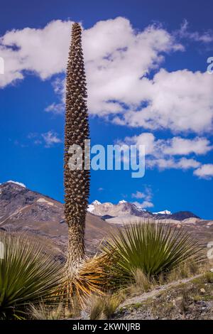 Feld Puya de Raimondi und Tal von Carpa, Cordillera Blanca, Anden, Peru Stockfoto