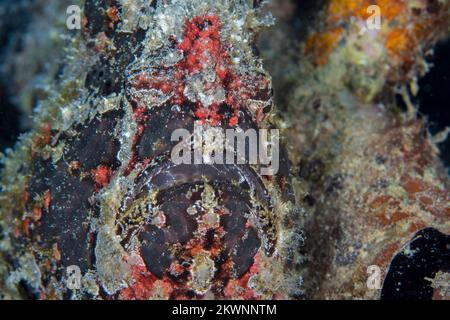 Riesenfroschfisch am Korallenriff in Borneo - Antennarius commerson Stockfoto