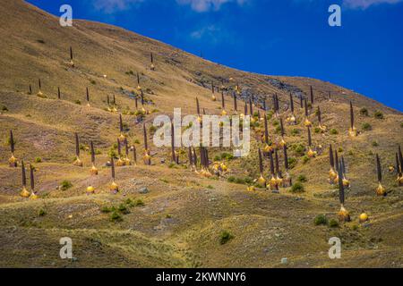 Feld Puya de Raimondi und Tal von Carpa, Cordillera Blanca, Anden, Peru Stockfoto