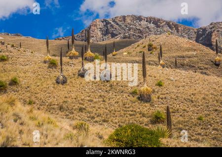 Feld Puya de Raimondi und Tal von Carpa, Cordillera Blanca, Anden, Peru Stockfoto