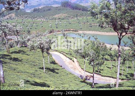 Teegarten und Seen im Bundesstaat Munnar, Kerala, liegen auf einer Höhe von 8000 m über dem Meeresspiegel. Diese orthodoxen Teeplantagen in Munnar behaupten, eine der höchsten der Welt zu sein und sind berühmt für ihren aromatischen Tee. Es ist auch bekannt für Schokolade und aromatisierte Gewürze. Indien Stockfoto