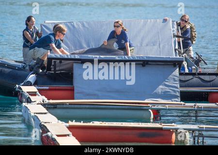 Sechs ausgebildete Delfine und kroatische Taucher werden US-Soldaten unterstützen, wenn sie das Meer im Gebiet von Dubrovnik nach möglichen Minen und anderen Sprengstoffen durchsuchen. Das Projekt Dolphin 13 ist Teil des humanitären Minenaktionsprogramms der USA, an dem die US-Botschaft und der Generalstab der kroatischen Streitkräfte beteiligt sind, und wird unter der Schirmherrschaft des US-Außenministeriums durchgeführt. Stockfoto