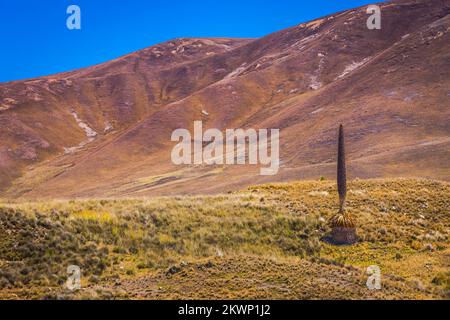 Feld Puya de Raimondi und Tal von Carpa, Cordillera Blanca, Anden, Peru Stockfoto