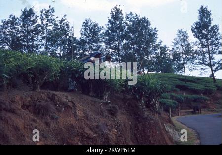 Teegarten und Seen im Bundesstaat Munnar, Kerala, liegen auf einer Höhe von 8000 m über dem Meeresspiegel. Diese orthodoxen Teeplantagen in Munnar behaupten, eine der höchsten der Welt zu sein und sind berühmt für ihren aromatischen Tee. Es ist auch bekannt für Schokolade und aromatisierte Gewürze. Stockfoto