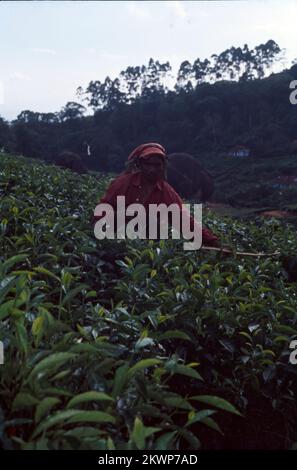 Teegarten und Seen im Bundesstaat Munnar, Kerala, liegen auf einer Höhe von 8000 m über dem Meeresspiegel. Diese orthodoxen Teeplantagen in Munnar behaupten, eine der höchsten der Welt zu sein und sind berühmt für ihren aromatischen Tee. Es ist auch bekannt für Schokolade und aromatisierte Gewürze. Stockfoto