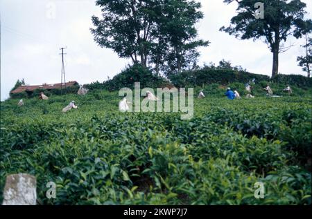 Teegarten und Seen im Bundesstaat Munnar, Kerala, liegen auf einer Höhe von 8000 m über dem Meeresspiegel. Diese orthodoxen Teeplantagen in Munnar behaupten, eine der höchsten der Welt zu sein und sind berühmt für ihren aromatischen Tee. Es ist auch bekannt für Schokolade und aromatisierte Gewürze. Stockfoto