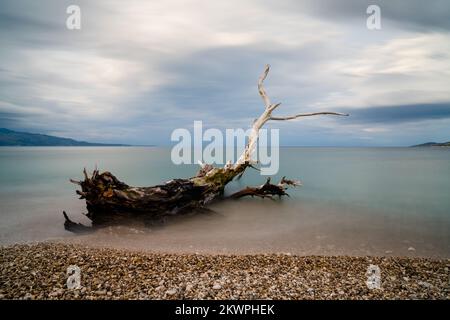 Ein alter Treibholzbaum an einem felsigen Strand mit türkisfarbenem Wasser hinter einem bedeckten Himmel Stockfoto