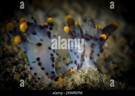 Farbenfrohe Thecacera Nudibanch auf hydroid auf Korallen Stockfoto