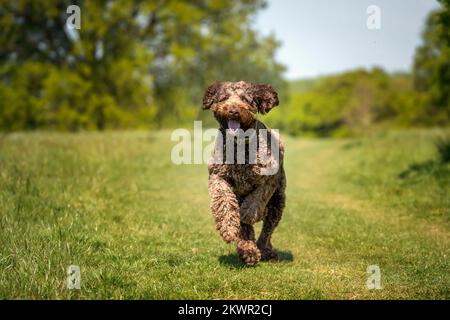 Big Giant Brown Labradoodle läuft mit einem fröhlichen Gesicht direkt auf die Kamera zu Stockfoto