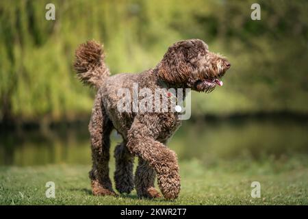 Big Giant Brown Labradoodle, der von der Kamera wegsieht, an einem Teich Stockfoto