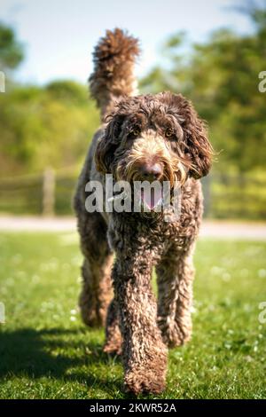 Big Giant Brown Labradoodle, der direkt auf die Kamera zugeht, mit einem glücklichen Gesicht Stockfoto
