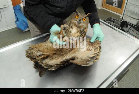 06.02.2014., Sibenska Dubrava, Kroatien - Nachdem er in der Gegend von Split erschossen wurde, wird die Eule des Eurasischen Adlers nur in ein kroatisches Krankenhaus für Wildvögel, Dubrava Hawk Centre, verlegt. Das Team-Center unter der Leitung von Emilio Mandjusic versucht, der Eule ein normales Leben zu ermöglichen. Foto: Hrvoje Jelavic/PIXSELL Stockfoto