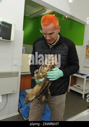 06.02.2014., Sibenska Dubrava, Kroatien - Nachdem er in der Gegend von Split erschossen wurde, wird die Eule des Eurasischen Adlers nur in ein kroatisches Krankenhaus für Wildvögel, Dubrava Hawk Centre, verlegt. Das Team-Center unter der Leitung von Emilio Mandjusic versucht, der Eule ein normales Leben zu ermöglichen. Foto: Hrvoje Jelavic/PIXSELL Stockfoto