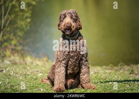 Big Giant Brown Labradoodle sitzt da und schaut in die Kamera neben einem Teich Stockfoto