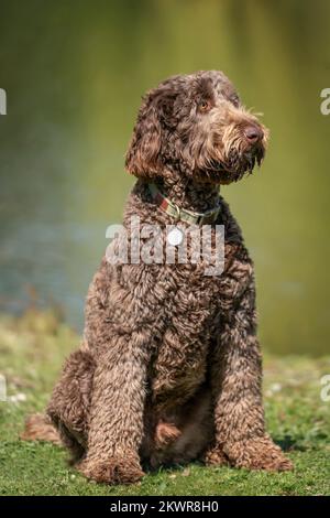 Der große Riesen-Labradoodle sitzt und schaut von der Kamera weg, an einem Teich Stockfoto