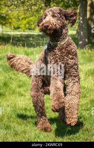 Big Giant Brown Labradoodle springt und hat Spaß auf einem Feld Stockfoto