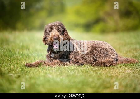 Big Giant Brown Labradoodle lag auf einem Feld und blickte mit einem fröhlichen Gesicht auf die Kamera Stockfoto