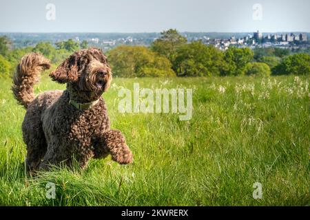 Big Giant Brown Labradoodle läuft auf einem Feld mit einem glücklichen Gesicht Stockfoto