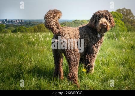 Der große Riesen-Labradoodle steht auf einem Feld und schaut mit einem fröhlichen Gesicht in die Kamera Stockfoto