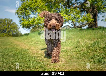 Big Giant Brown Labradoodle, der direkt auf die Kamera zugeht, mit einem glücklichen Gesicht Stockfoto