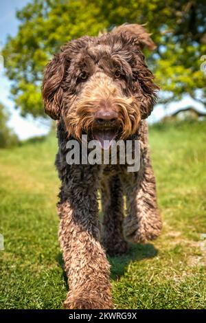 Big Giant Brown Labradoodle, der direkt auf die Kamera zugeht, mit einem glücklichen Gesicht Stockfoto