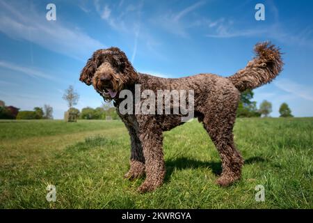 Der große Riesen-Labradoodle steht auf einem Feld und schaut mit einem fröhlichen Gesicht in die Kamera Stockfoto