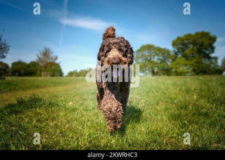 Big Giant Brown Labradoodle, der direkt auf die Kamera zugeht, mit einem glücklichen Gesicht Stockfoto