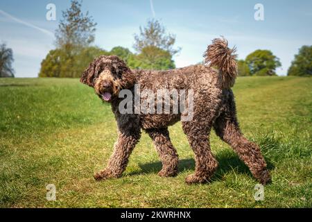 Big Giant Brown Labradoodle geht und schaut mit einem fröhlichen Gesicht direkt in die Kamera Stockfoto