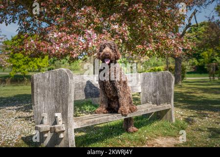 Der große Riesen-Labradoodle sitzt auf einer Bank und schaut mit Kirschblüte in die Kamera Stockfoto