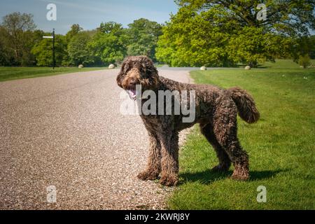Der große Riesen-Labradoodle steht auf einem Pfad und sieht mit einem fröhlichen Gesicht in die Kamera Stockfoto