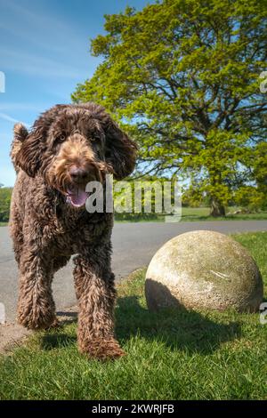 Big Giant Brown Labradoodle, der direkt auf die Kamera zugeht, mit einem glücklichen Gesicht Stockfoto
