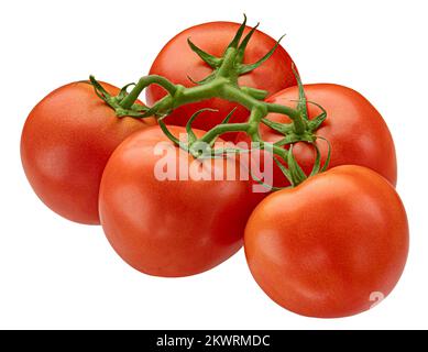Tomatenzweig isoliert auf weißem Hintergrund Stockfoto