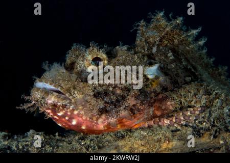 Wunderschöne Details auf Skorpionfisch-Haut, die sich mit ihrer Umgebung verschleiert. Fische, die sich als Hinterhalt-Raubtier getarnt haben Stockfoto