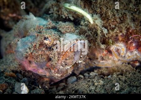 Wunderschöne Details auf Skorpionfisch-Haut, die sich mit ihrer Umgebung verschleiert. Fische, die sich als Hinterhalt-Raubtier getarnt haben Stockfoto