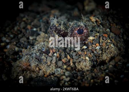 Wunderschöne Details auf Skorpionfisch-Haut, die sich mit ihrer Umgebung verschleiert. Fische, die sich als Hinterhalt-Raubtier getarnt haben Stockfoto