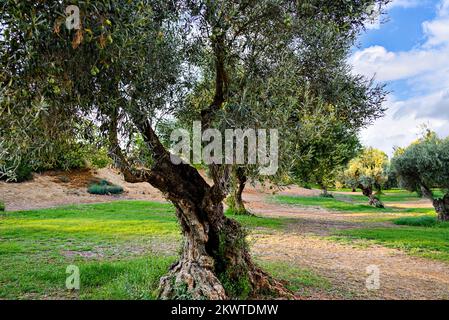 Alte Olivenbäume im Retama Park in Alcala de Guadaira, Sevilla Stockfoto