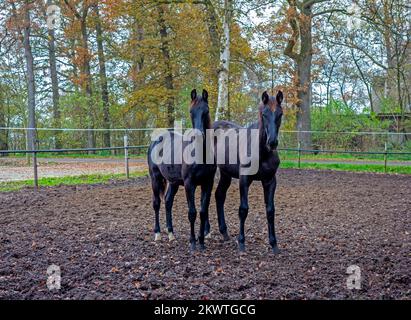 Nahaufnahme von zwei jungen schwarzen Pferden Stockfoto
