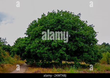 Nahaufnahme einer großen Eiche (Quercus) Stockfoto