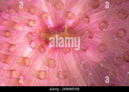 Nahaufnahme der bunten Anemone am Korallenriff in der Wildnis des Pazifischen Ozeans Stockfoto